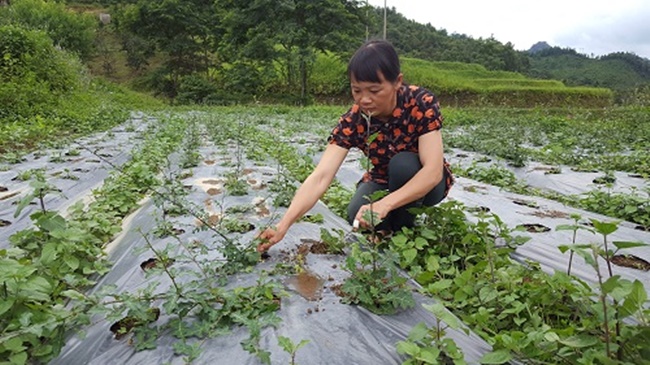 Cà gai leo là một loại cây khá dễ trồng, ít bị sâu bệnh và phát triển quanh năm.
