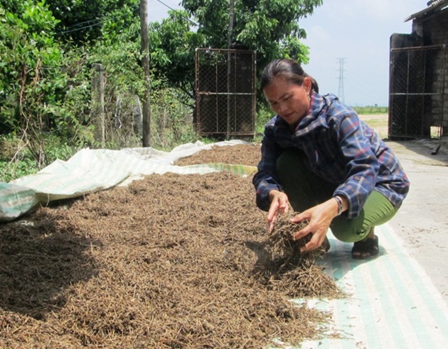 Đặc biệt cây này không sâu bệnh,&nbsp;chi phí đầu tư thấp và kỹ huật lại đơn giản... nhưng lợi nhuận cao.
