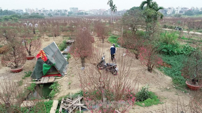 Sáng&nbsp;30/1, cánh đồng trồng đào tại Hải Tân chỉ có chủ vườn làm việc, hầu như không có khách đến mua.