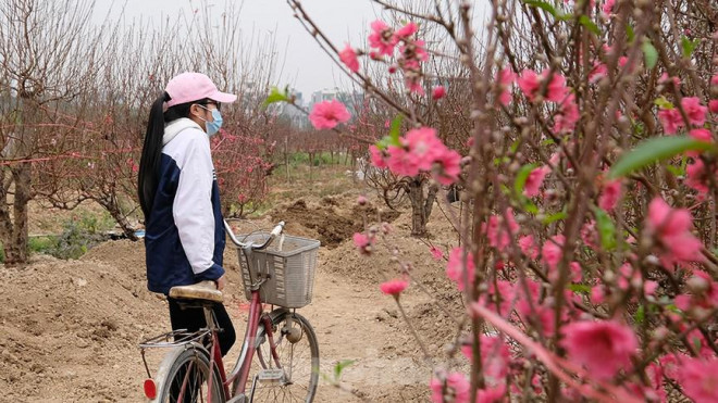 Trong khu đất của mình, chủ vườn đào Xưa Tám chia sẻ: "Tôi có khoảng 400 gốc đào nhưng năm nay không biết bán cho ai. Mọi năm, đào được xuất đi các tỉnh Hưng Yên, Bắc Ninh... nhưng từ khi có COVID, xe tải không dám vào đây mua. Người trong tỉnh đến xem họ cũng trả giá rất thấp, cây đáng 5 triệu họ chỉ trả 2 - 3 triệu đồng. Chắc chắn năm nay tôi thua lỗ".