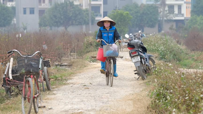 Nhiều người dân tại Hải Tân còn thuê đất tại những nơi khác để đầu tư trồng đào, những người này đối diện thua lỗ nặng nề. Bà Thuỷ, một người trồng đào nói: "Đào năm nay phải thở ô xi vì sắp chết rồi".