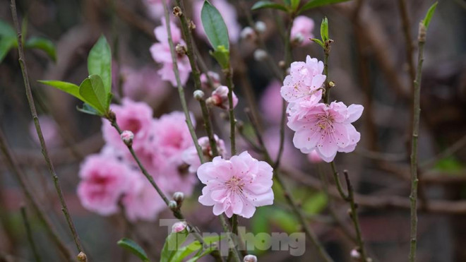 Ông Lê Công Trung - Bí thư Đảng uỷ phường Hải Tân cho biết, trên địa bàn có khoảng 30ha trồng đào và thời gian này hằng năm, xe các tỉnh đến Hải Tân mua đào rất tấp nập. Năm nay, không còn xe từ các tỉnh khác tới và tiêu thụ trong tỉnh cũng giảm mạnh.