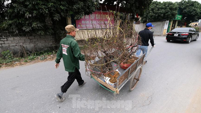 Ông Lê Công Trung nói thêm, địa phương đang nắm tình hình việc bán đào, hi vọng dịp gần Tết tiêu thụ sẽ tăng. Nếu nông dân bị thua lỗ, chính quyền sẽ căn cứ tình hình thực tế và chính sách chung để hỗ trợ.