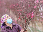 Nông dân trồng đào Nhật Tân "đứng ngồi không yên" khi dịch COVID-19 bất ngờ bùng phát mạnh