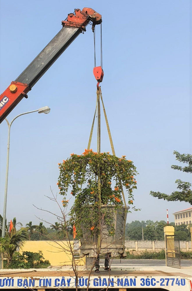 Đây là chậu hoa khủng, hiếm có ở TP Thanh Hóa