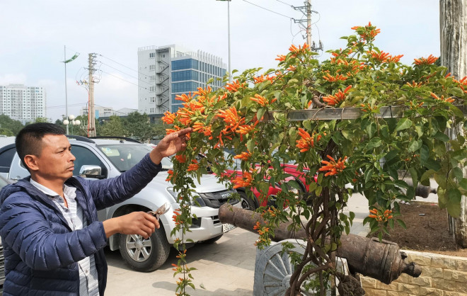 Còn đây là chậu cây được rao bán 35 triệu đồng