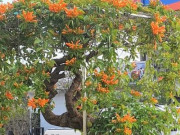 Cây hoa độc, lạ Rạng Đông thân leo bán với giá 50 triệu đồng