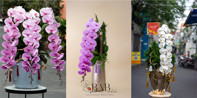 Các mẫu Lan Hồ Điệp Nữ Hoàng Nhật Bản tại Bab Orchids