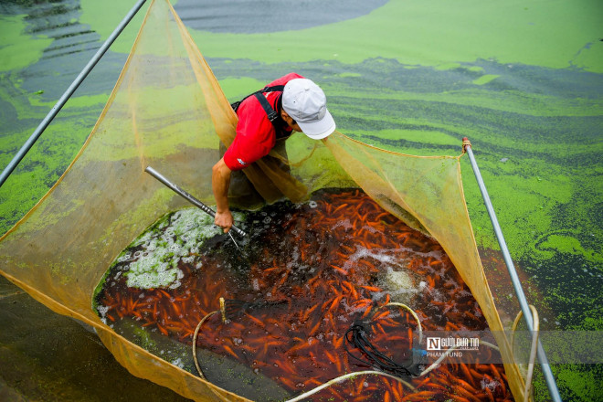 Trước khi đánh bắt cá từ ao lên, các chủ cá đã chuẩn bị sẵn những túi lưới cho vào “ép”. Kể cả cá giống và cá cúng nếu như không có công đoạn “ép” này thì sẽ bị “bạch vĩ”, đứt ruột chết ngay trên đường vận chuyển. “Ép” làm cho cá thải ra ngoài hết lượng phân và thức ăn còn trong cơ thể, đồng thời làm cho cá quen với môi trường chật trội, ôxy thấp khi vận chuyển.