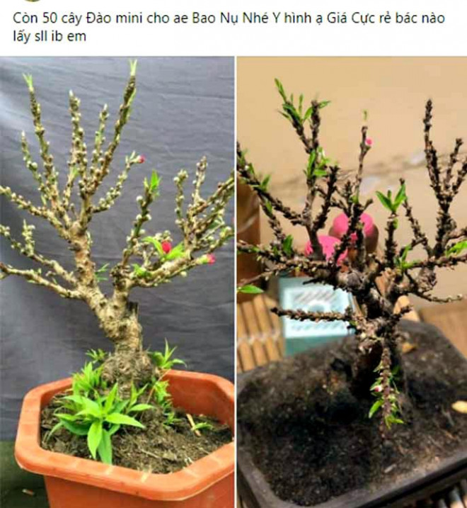 Rao bán đào mini trên chợ mạng.