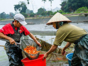 Thị trường - Tiêu dùng - Cá chép đỏ cúng ông Công ông Táo ế, người dân buồn rầu tính phóng sinh