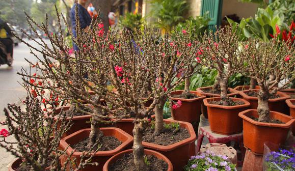 Loại đào này nhỏ gọn, cao khoảng 30-40 cm