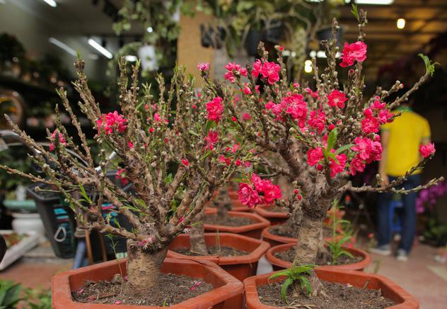 Đào lùn mini được trồng trong chậu, cây cao từ 30-40cm, gốc mập, nhẵn, cành thẳng, mắt nụ khá dày, nhiều hoa và lộc... là đào được trồng ở Côn Minh (Trung Quốc), không phải đào của Việt Nam.