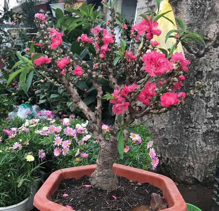 Loại đào lùn Trung Quốc được quảng cáo là đào Thất thốn tiến vua đang bày bán nhiều tại các chợ hoa cũng như chợ mạng.