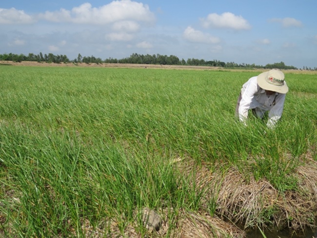 Kiệu là loại cây trồng ngắn ngày, dễ trồng, ít phải đầu tư, nhanh cho thu hoạch và đem lại giá trị kinh tế khá cao.
