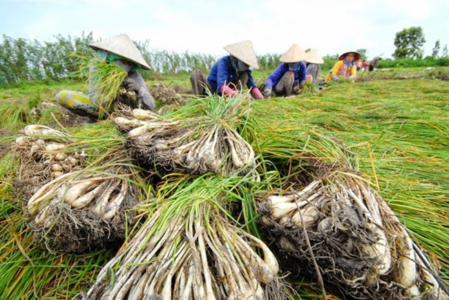 Kiệu là món ăn không thể thiếu dịp Tết ở nhiều vùng. Người ta mua kiệu về muối dùng để ăn kèm bánh chưng chống ngấy hoặc ăn cùng các món ăn khác. Đĩa kiệu muối là phần không thể thiếu trên mâm cỗ Tết.
