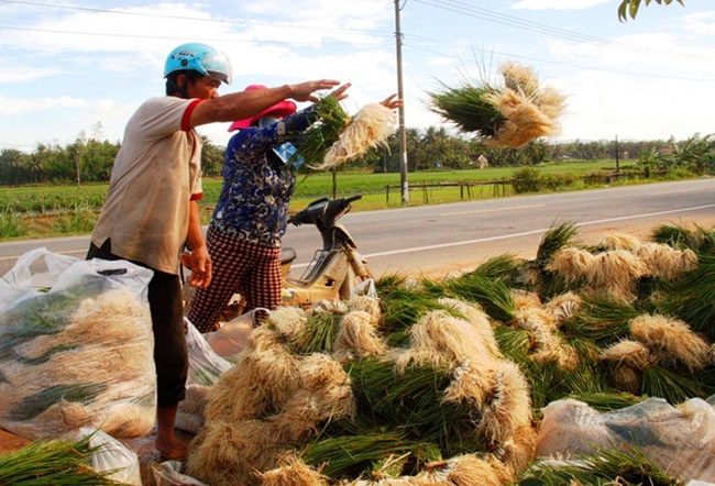 Vụ chính trồng kiệu từ tháng 9 đến tháng 1, sau đó là thời điểm thu hoạch. Nếu cây phát triển tốt thì sau khi thu hoạch có thể kiếm tiền dịp Tết.
