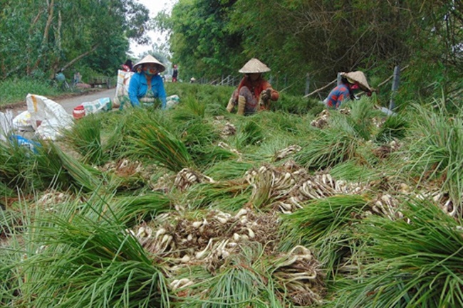 Thậm chí, có những thời điểm cận Tết, giá kiệu còn được bán ở mức 35.000 đồng - 40.000 đồng.
