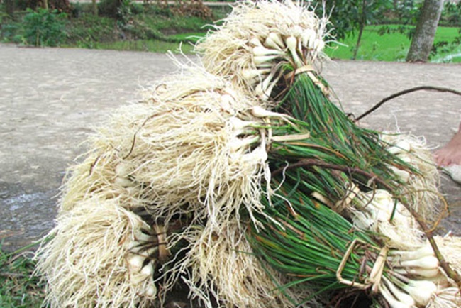 Cây kiệu trồng trên đất lúa thì kém hiệu quả nhưng trên vùng đất phèn lại thích nghi tốt và cây phát triển, ít bị sâu bệnh.
