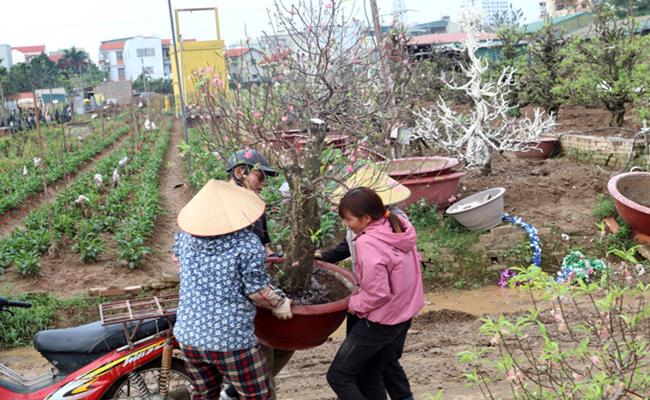 So với việc phải mất vài ba năm, thậm chí lên đến 5 năm mới có lại một cây mai, quất đẹp tự trồng mới, cách làm này đang dần được nhân rộng, vừa tránh lãng phí lại góp phần bảo vệ môi trường.
