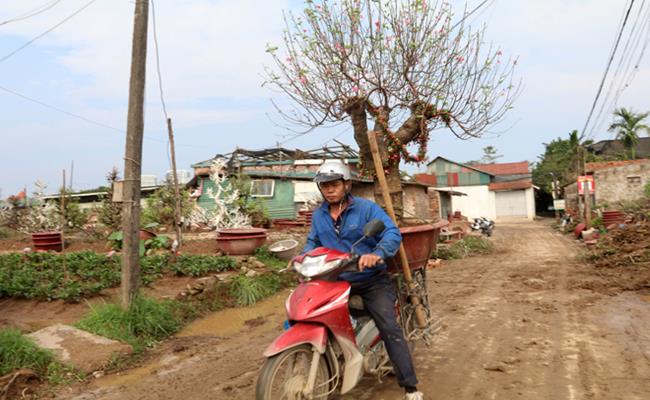 Một chủ vườn ở Quảng Nam cho biết, giá thu mua mỗi cây quất có dáng đẹp dao động từ 1 triệu đến vài triệu đồng, tuy nhiên sau một năm chăm sóc, mùa Tết năm sau có thể bán cây đó với giá hàng chục triệu đồng.
