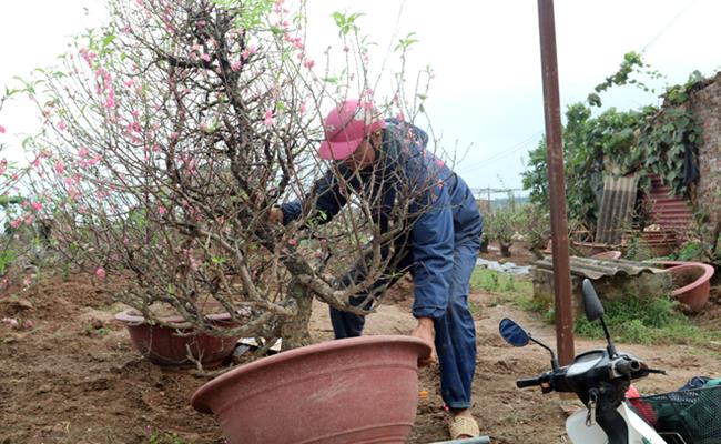 Tuy nhiên, việc mua “xác” quất cũng có những rủi ro như chất lượng cây, trái không đều. Cụ thể như cây quất chỉ được thu mua trong tháng Giêng, nếu sang tháng 2 thì các chủ vườn sẽ không mua nữa vì cây mất sức, rất khó chăm sóc để phục hồi.
