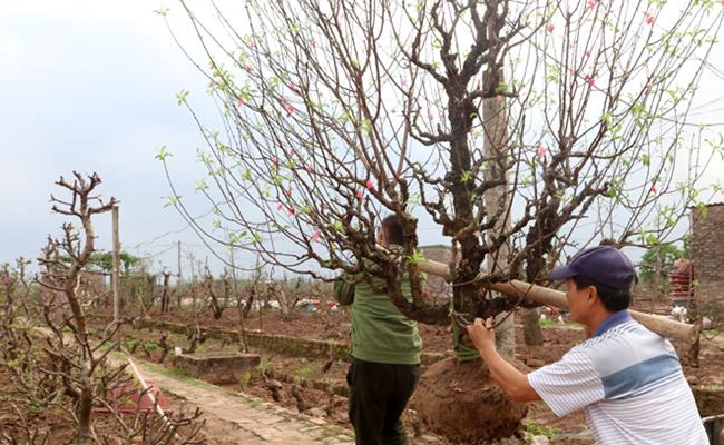 Đối với cây mai trồng lại thì phải thay một lớp đất mới, phải cắt hết cành lá đến khi có chồi lộc mới thì tiếp tục nuôi dáng thế cho đẹp.
