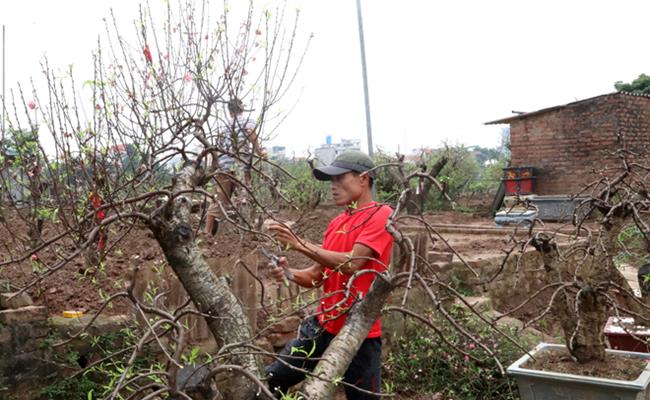 Để tránh lãng phí, nhiều người dân lựa chọn phương án thuê đào thay cho việc mua cả cây. Do vậy, dịch vụ chăm sóc và kí gửi đào tại vườn cũng được phát huy một cách triệt để.
