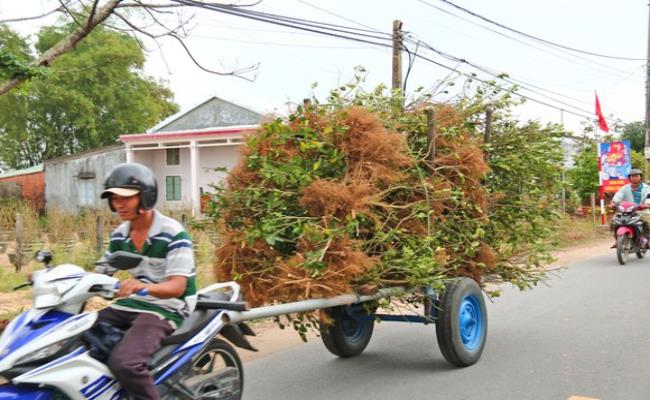 Những cây được giá cũng chỉ vài trăm ngàn đồng/cây tùy thuộc vào gốc, dáng thế của từng cây, cao nhất cũng chỉ có giá trên dưới 1 triệu đồng/cây.
