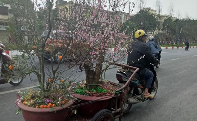 Những ngày cuối tháng Giêng, dịch vụ này diễn ra khá nhanh chóng vì nếu để càng lâu, cây càng mất sức và khó phục hồi.
