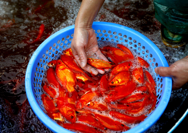 Tại chợ cá này, mặt hàng phổ biến nhất là cá chép đỏ. Dù thương lái đổ cá về đây rất nhiều, nhưng sức mua từ các tiểu thương năm nay được đánh giá là chậm hơn so với những năm trước đây.