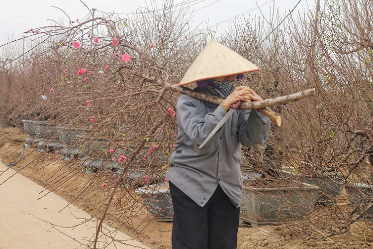 Nông dân đào Nhật Tân bán tháo số đào còn lại trong vườn với hy vọng hồi vốn.