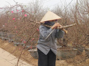 Thị trường - Tiêu dùng - Tiểu thương Nhật Tân bán tháo đào quất “chạy” Tết, “chạy” Covid-19