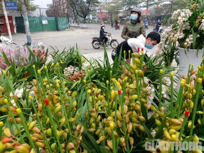 Chọn mua một chậu địa lan, chị Hiền (Trung Kính, Cầu Giấy) bày tỏ: "Năm nay kinh tế khó khăn, mua gì cũng phải đắn đo, ưu tiên săn hàng giảm giá nên nếu giá không giảm thì chúng tôi cũng không dám chơi lan".