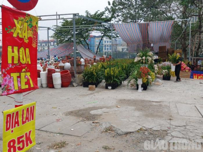 ​​Chủ một cửa hàng hoa địa lan trên đường Trần Thái Tông (Cầu Giấy, Hà Nội) cho rằng, cửa hàng không những "đại hạ giá" với mức "rẻ nhất Hà Nội" mà còn đồng giá giữa lan rũ và lan đứng trong khi thông thường phải chênh nhau từ 20-50 nghìn đồng/cành.