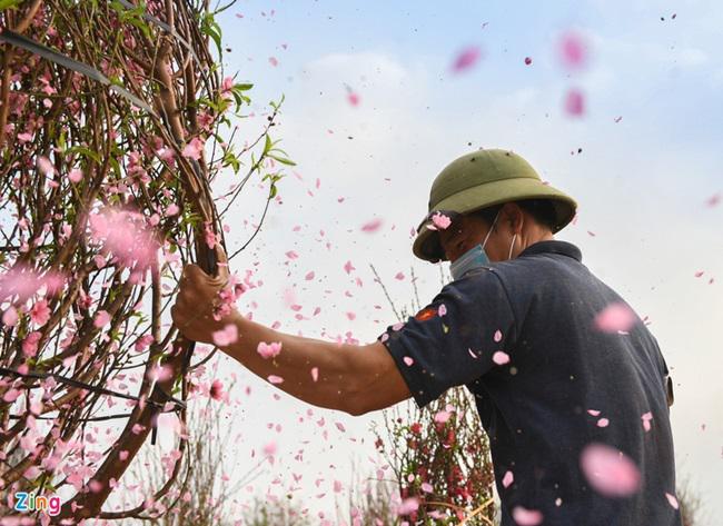 Do diễn biến của dịch COVID-19 những ngày gần đây, TP.Chí Linh cũng như một số khu dân cư, tổ dân phố thuộc trên địa bàn huyện Nam Sách, thị xã Kinh Môn, Hải Dương đã bị phong tỏa, cách ly y tế. Chỉ còn 10 ngày nữa là đến Tết Nguyên đán nhưng các hộ dân mới bán được 10% tổng số diện tích trồng đào. Khả năng một vài ngày tới, người dân phải cắt đi, chăm bẵm năm sau bán tiếp.