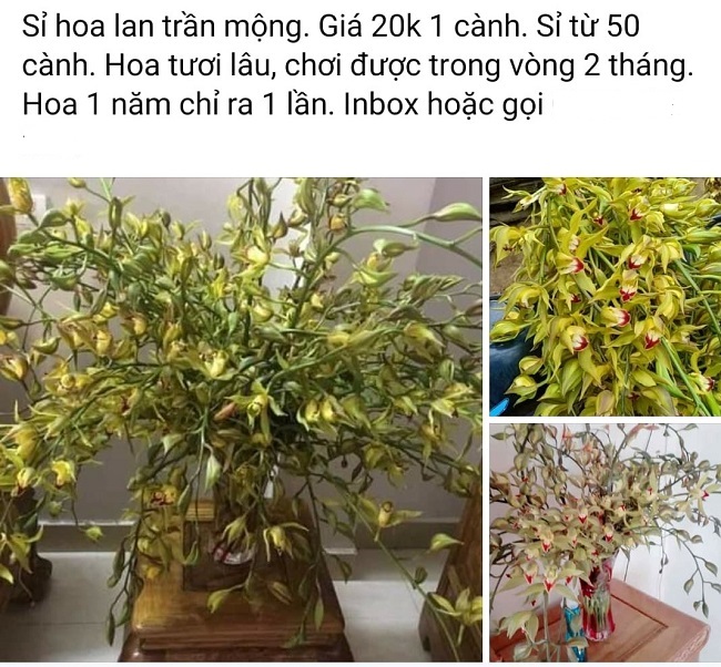 Cành lan Trần Mộng giá 20.000 đồng là những cành ngắn, cắt ra từ những chậu nhỏ.