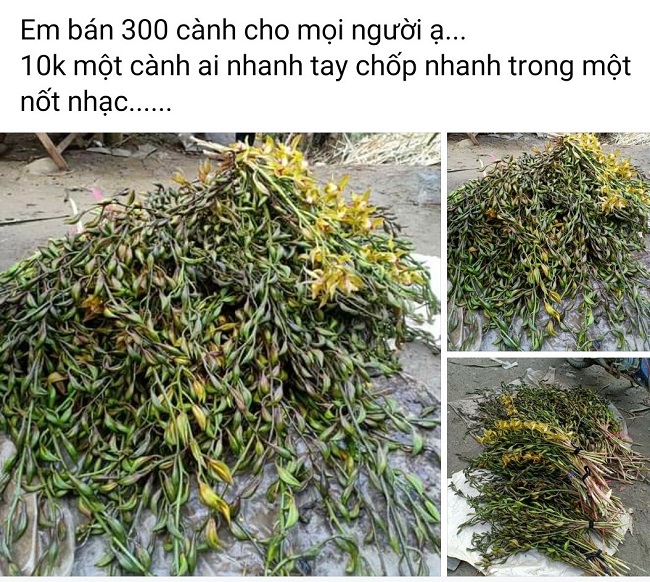 Một số người còn rao bán với giá 10.000 đồng/cành.