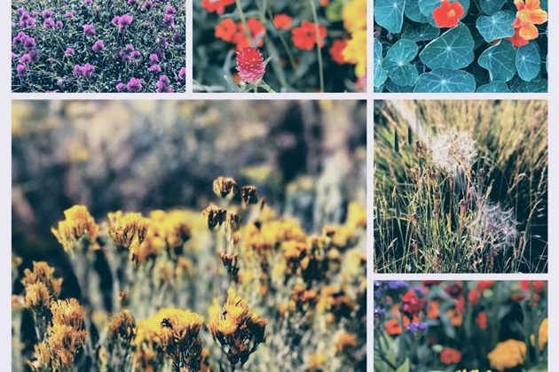 Phần mềm ghép ảnh đẹp và dễ dùng tốt nhất bạn nên thử - 16