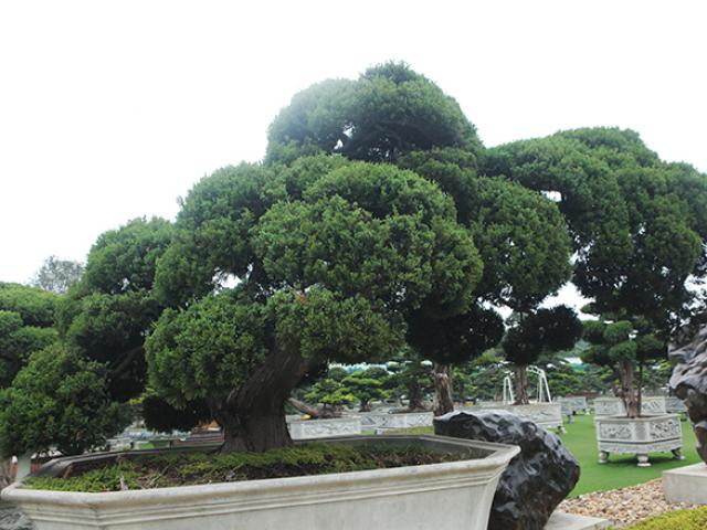 "Choáng" với bộ ba cây quý gần 20 tỷ của đại gia Thái Nguyên