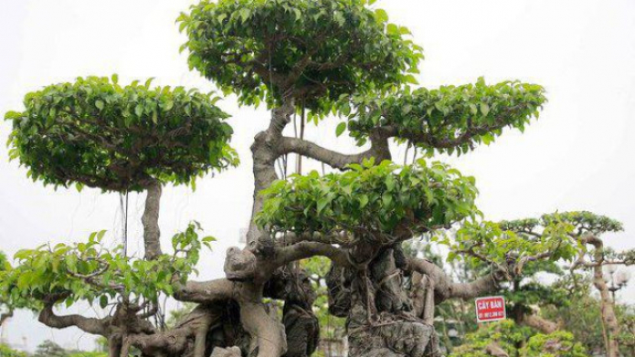 Cây Sanh Bonsai Mini Ôm Đá - Chăm Sóc và Trồng Cây Chuẩn