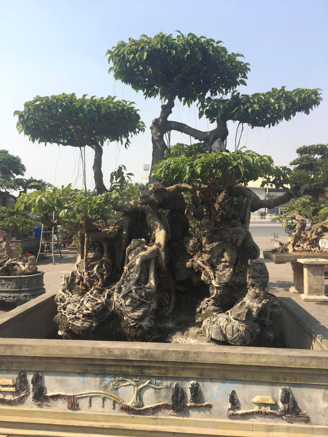 Nhiều người đi chiêm ngưỡng tìm mua cây cảnh Tết đều trầm trồ khen ngợi dáng thế cây sanh độc đáo.