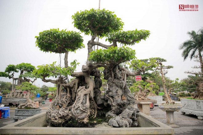 Theo chủ nhân cây cảnh này, giá để chuyển nhượng cây sanh cổ này khoảng 150 triệu đồng.