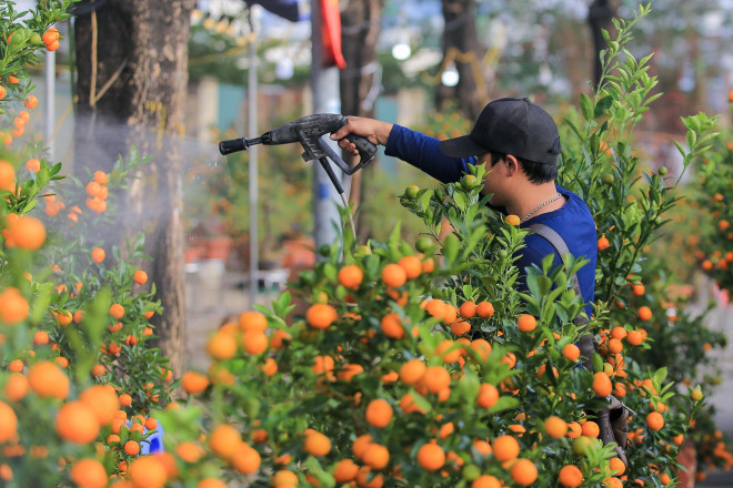 "Dịp Tết năm nay, tôi đặt 150 gốc quất của một nhà vườn ở Hưng Yên. Tuy nhiên, hiện tại mới đào 1/3 mà bán mới được khoảng chục gốc. Năm nay cứ thế này thì mất Tết, còn hơn 1 nửa đang trong vườn tiền cọc tôi đặt rồi nhưng kiểu này đành chấp nhận mất cọc chứ cũng không biết làm thế nào", anh Hùng nói.