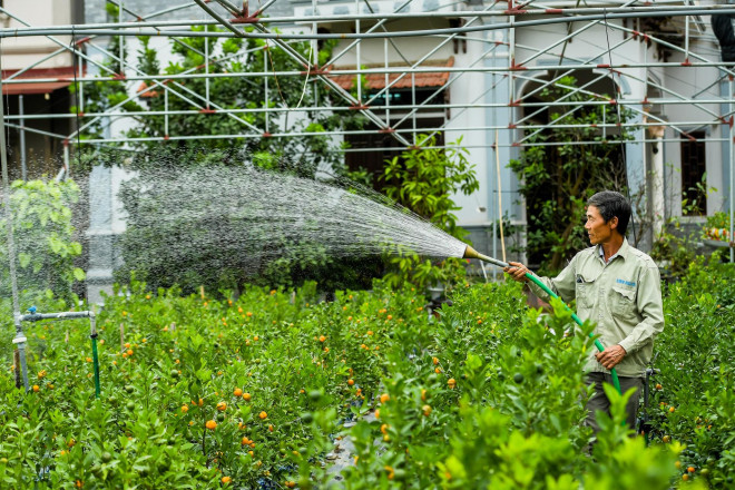 Cứ đến hẹn lại lên, mỗi dịp gần Tết Âm lịch thị trường tại "vựa" cây cảnh lớn nhất nhì miền Bắc, Văn Giang, Hưng Yên lại nhộn nhịp người mua kẻ bán.