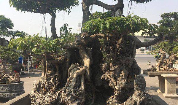 Bệ rễ mốc thếch chứng tỏ cây sanh đã nhiều năm tuổi.