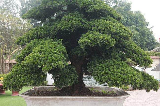 Đĩa tán phẳng vươn đều về mọi hướng. Cái khó của tác phẩm này cũng là sự tài tình của người nghệ nhân - nghệ sĩ tạo hình, đó là chỉ một cây mà diễn tả được cái bao la bát ngát như cả một rừng tùng với tầng tầng lớp lớp các tán có trường độ cao thấp khác nhau
