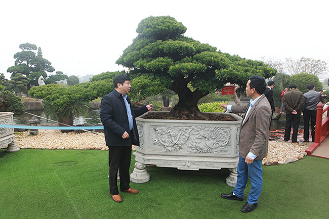 Tác phẩm tùng kim cương có tên “Vũ điệu thiên nga” từng đạt huy chương vàng triển lãm Bonsai Châu Á - Thái Bình Dương 2017 tại Đài Loan&nbsp;
