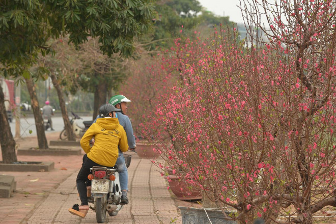 Dân trồng đào lo ngay ngáy vì đã cận Tết mà đào vẫn còn đỏ rực đầy vườn - 5