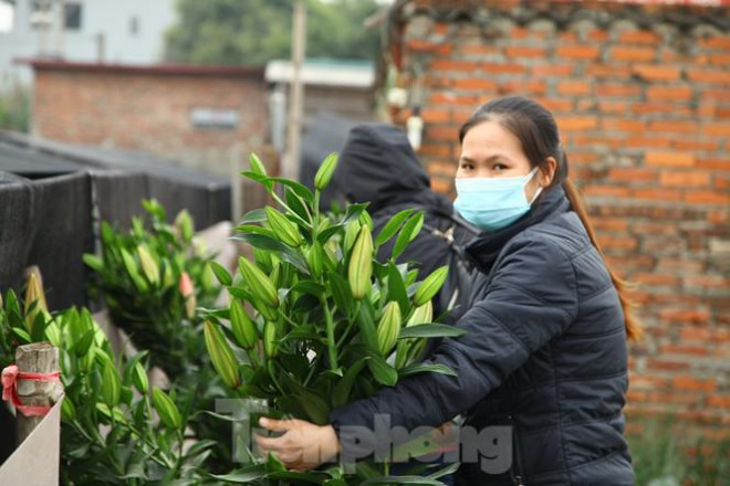 Khách hàng đến xã Song Mai mua hoa ly